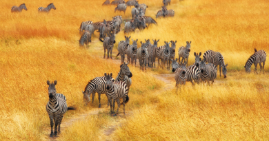 kenya_safari_zebra